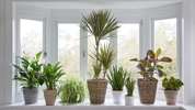 گیاهان برتر تصفیه کننده هوا 