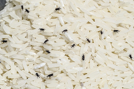 نحوه ی از بین بردن شپشک برنج, نحوه ی از بین بردن حشرات برنج