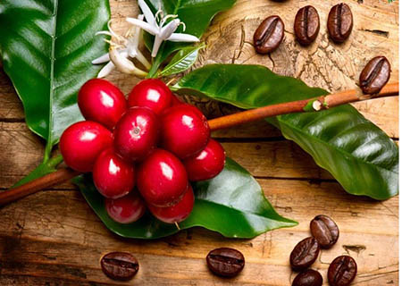 عکس درخت قهوه, پرورش درخت قهوه, نحوه تکثیر گیاه قهوه